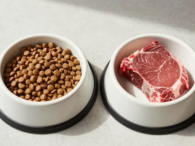 Смешанное питание собак: можно ли сочетать сухой корм и натуралку